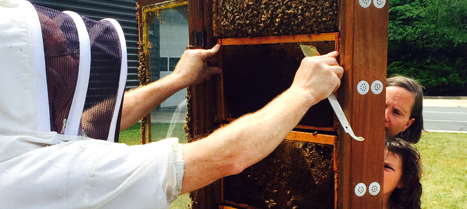 B104 Honeybee Hive