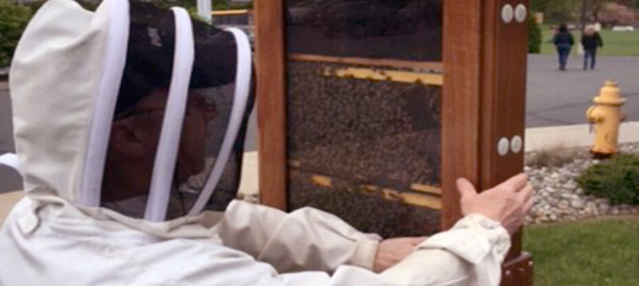 B104 Honeybee Hive