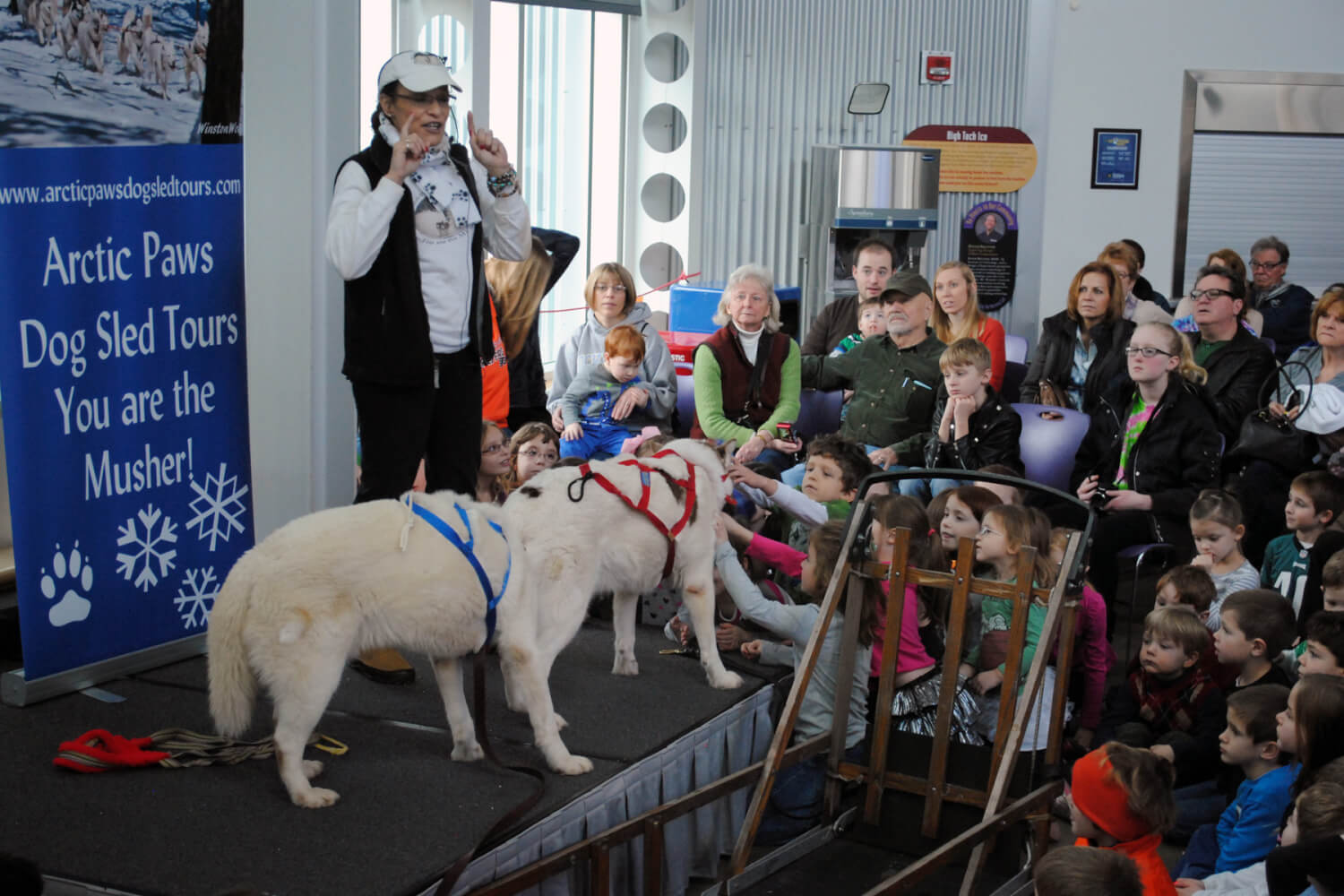 arctic paws dog sled tours