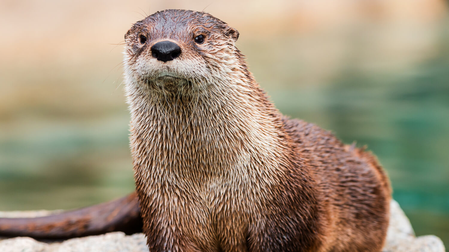 Photo of a North American River Otter