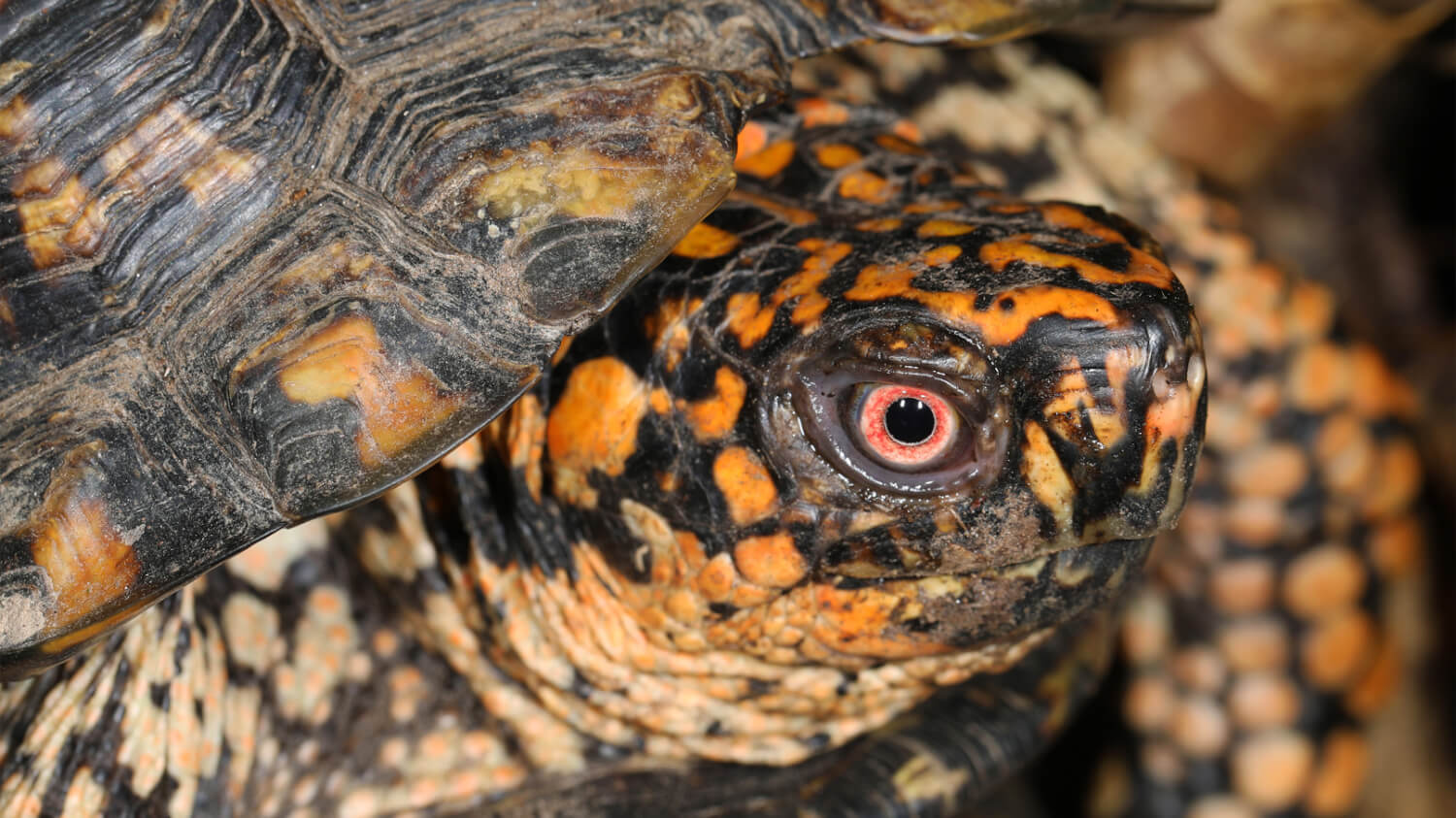 Photo of a Eastern Box Turtle