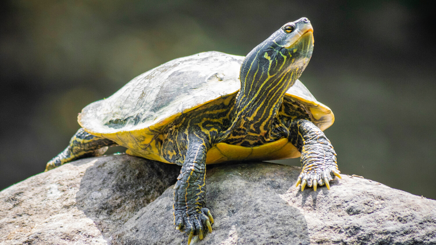 Photo of a Northern Map Turtle