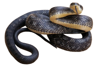 Photo of an Eastern Rat Snake