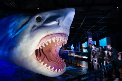 Giant Megaladon shark model with mouth wide open and a group of visitors looking on in the Sharks exhibit.