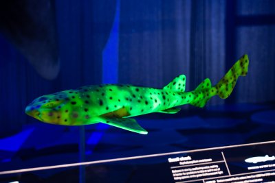 A biofluorescent shark model on display in the Sharks exhibit.
