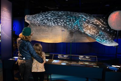 Whale shark model on display and a mother and daughter looking on in the Sharks exhibit.