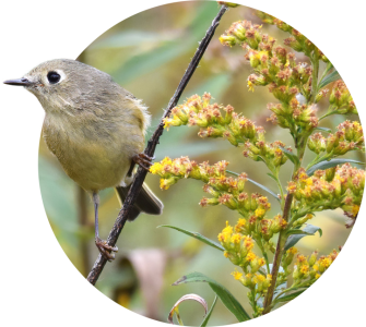 Photo depicting a wren resting on the stem of a native plant