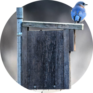 Photo of a bluebird resting on top of a birdhouse