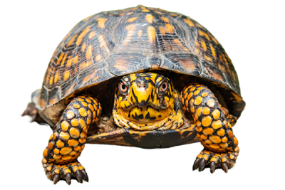 Photo of an Eastern Box Turtle