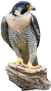 Photo depicting a Peregrine Falcon standing on the branch of a tree