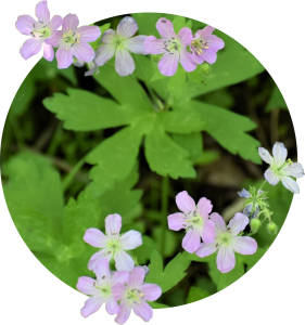 Photo depicting native wild geranium