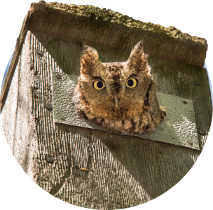 Photo depicting a Screech Owl poking its head out of an owl box