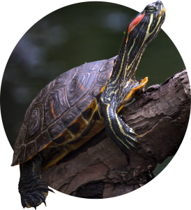 Photo depicting a Red-Eared Slider Turtle sitting on a log