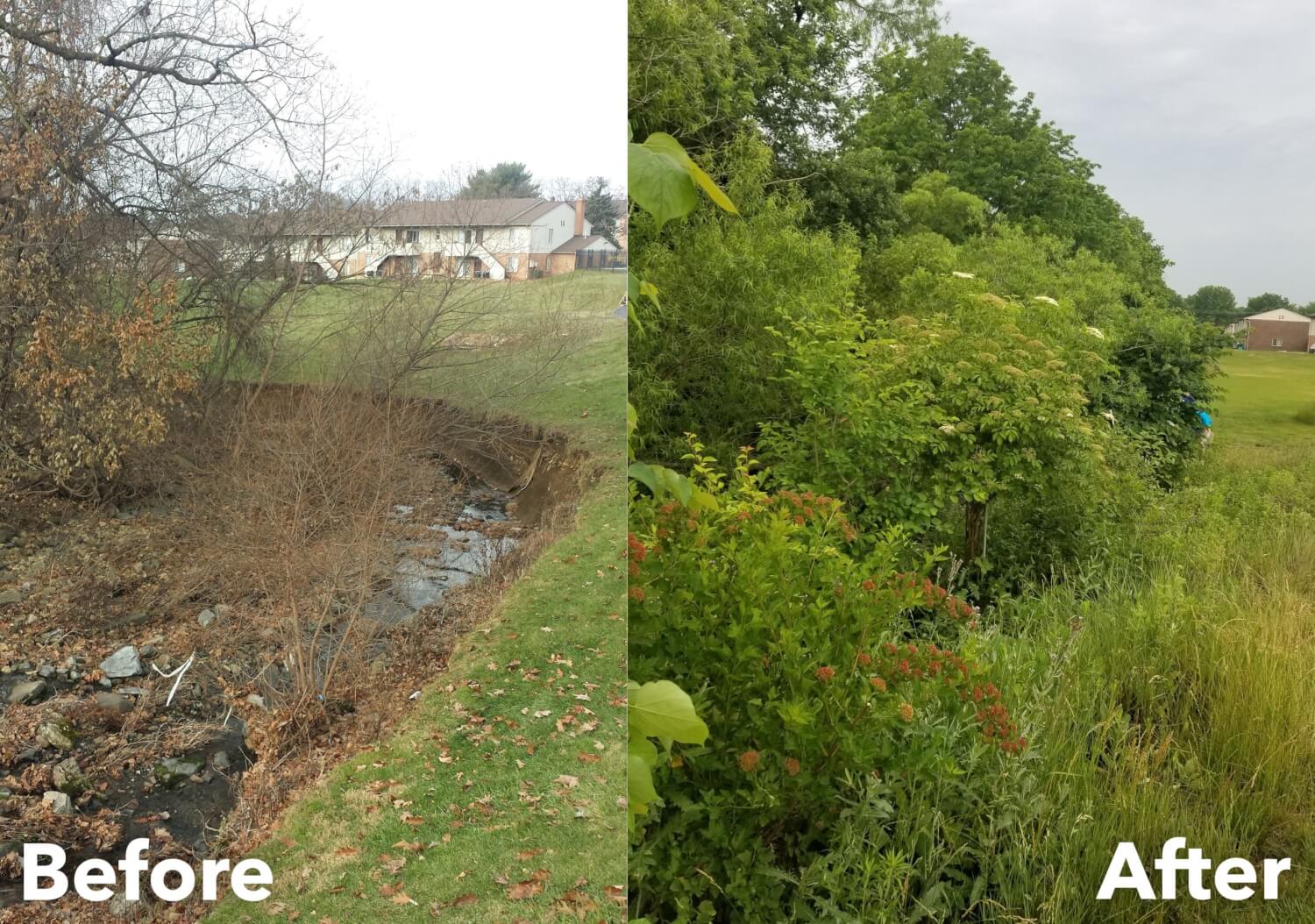 Image depicting the results of riparian restoration efforts like planting native vegetation. On the left: "Before" photo of a stream bank that is tightly mowed. Vegetation is dead and the bank is eroding due to exposure. On the right: "After" photo of the same stream bank after restoration efforts. Vegetation and grasses are lush and green. The stream bank is well guarded from erosion.