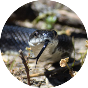Photo of an Eastern Rat Snake with its tongue out