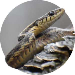 Close-up photo of a snake climbing a log