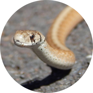 Photo of a snake crossing a paved road