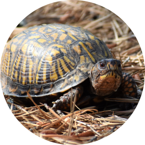Photo depicting a box turtle sitting in straw.