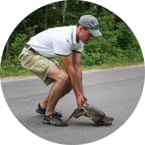 Photo depicting a person helping a small snapping turtle cross a paved road.