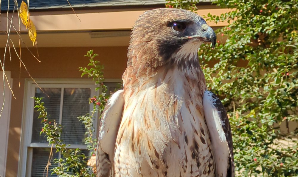 Wildlife Weekends: Birds of Prey Show from Elmwood Park Zoo